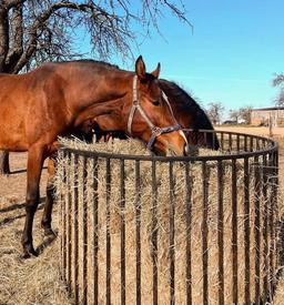 Slow Fedder voor paarden