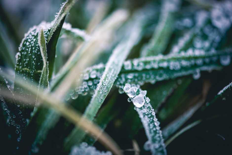 Gras Verticureren: Wat is dat en Hoe doe je Het?