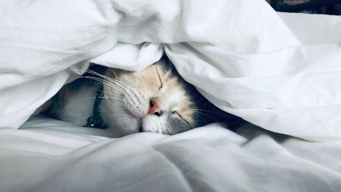 Waarom Slaapt een Kat bij je?