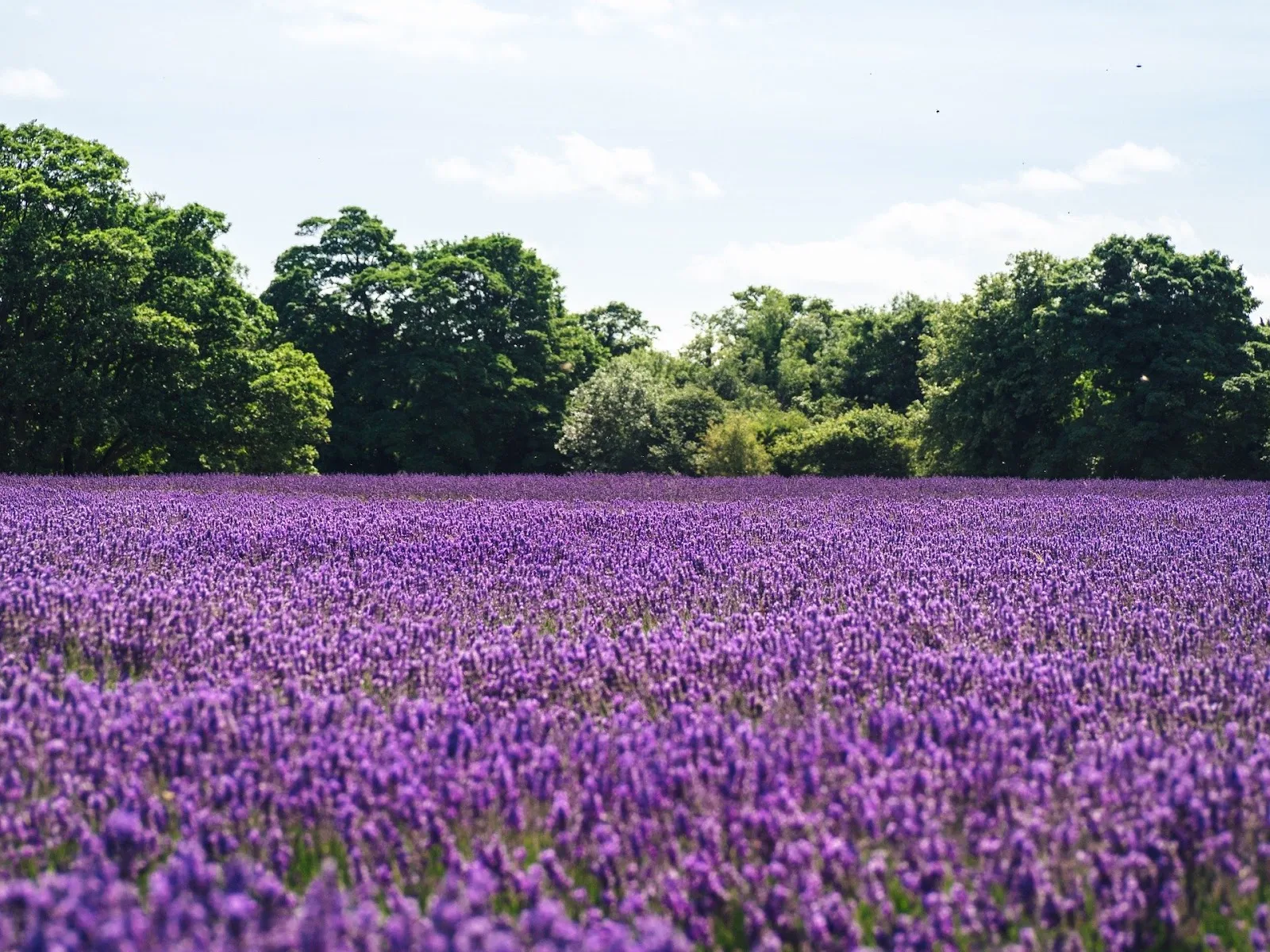 Weide van lavendel
