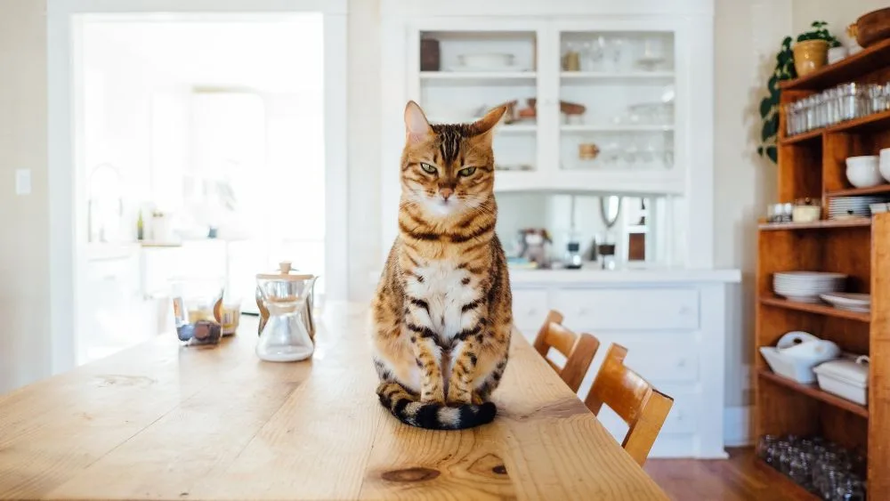Poes op tafel