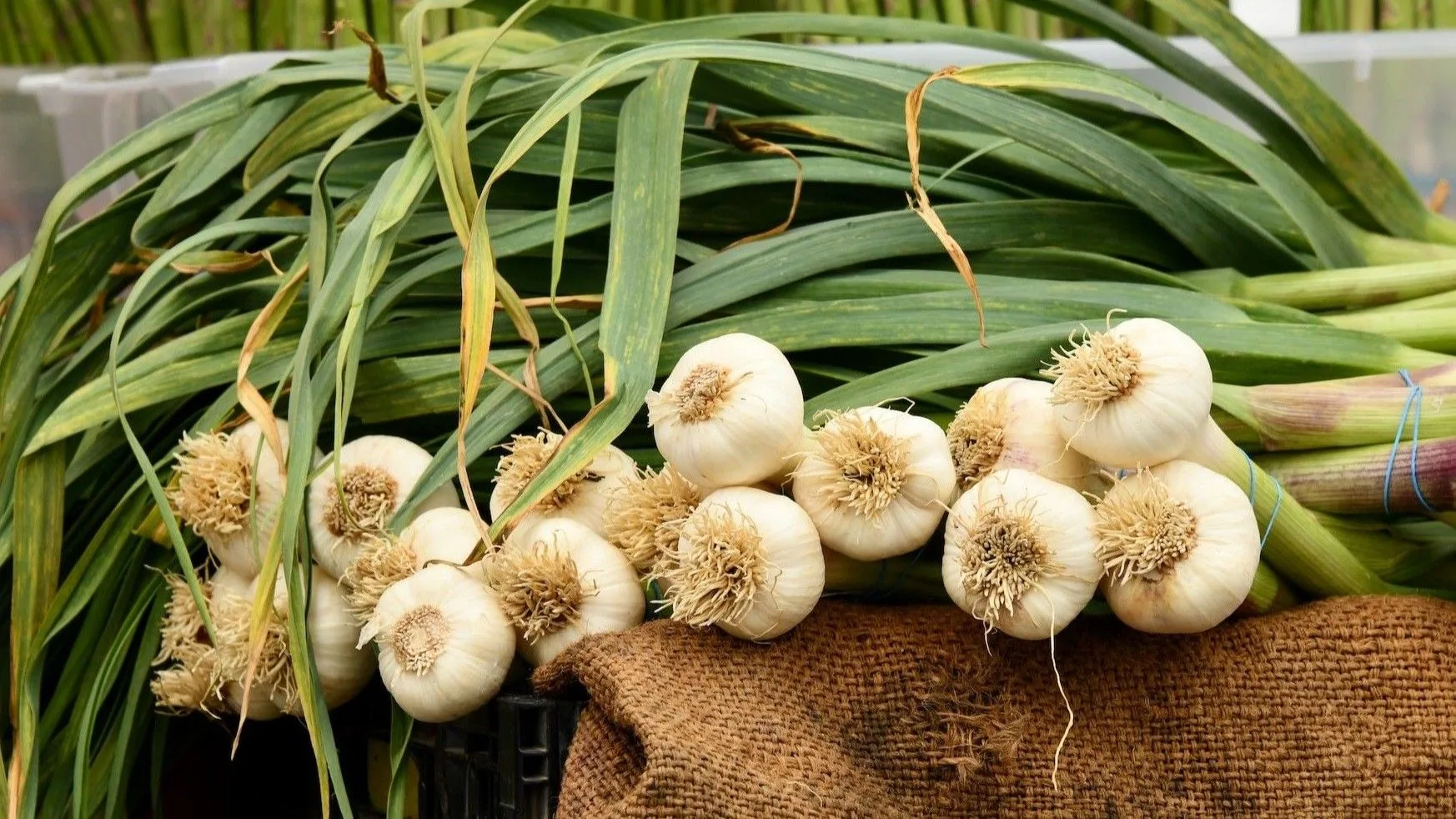 Knoflookbollen met hun stengels eraan