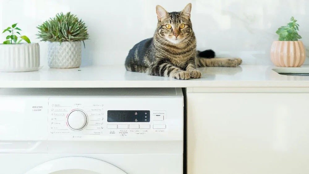 poes op aanrecht, vooraanzicht