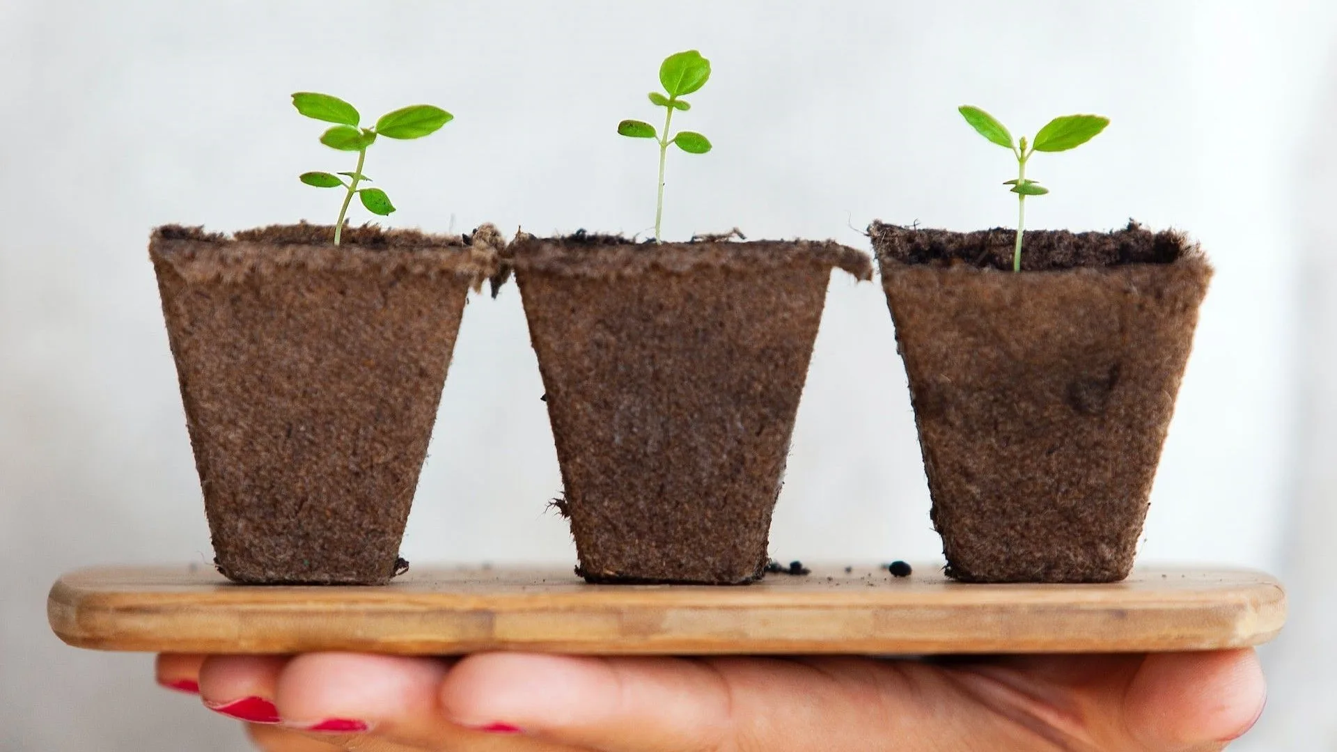 Inplantpotjes met ontkiemde planten